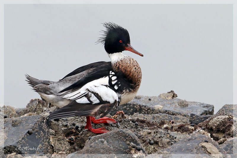 Red-breasted Merganser