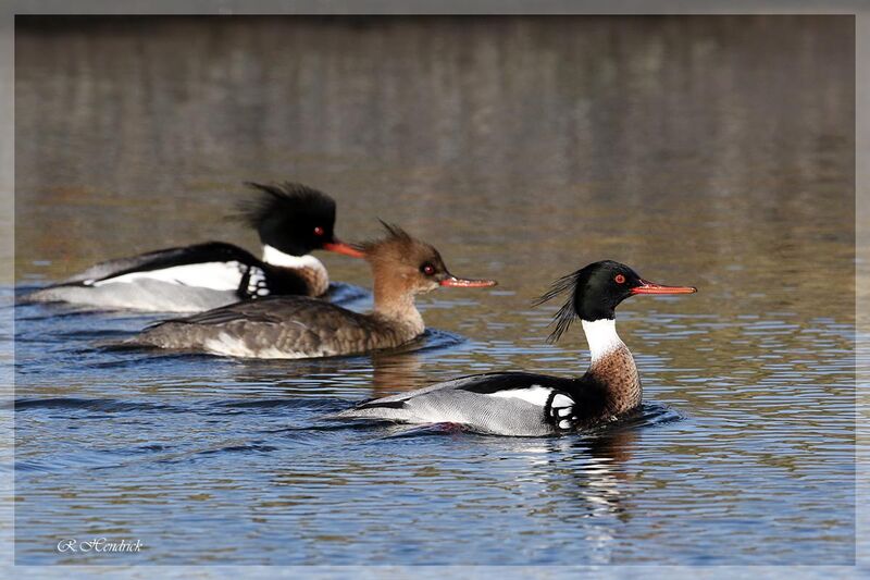 Red-breasted Merganser