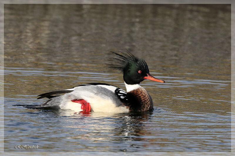 Red-breasted Merganser