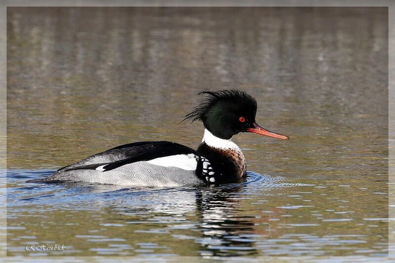 Red-breasted Merganser