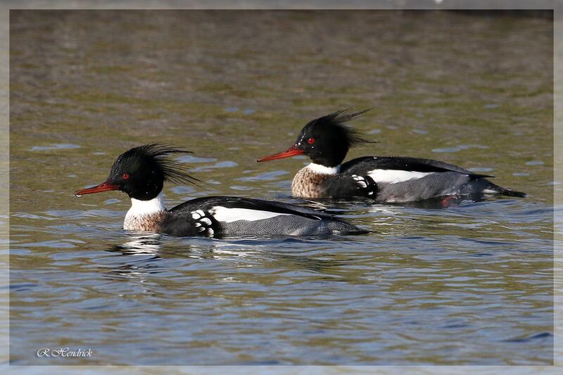 Red-breasted Merganser