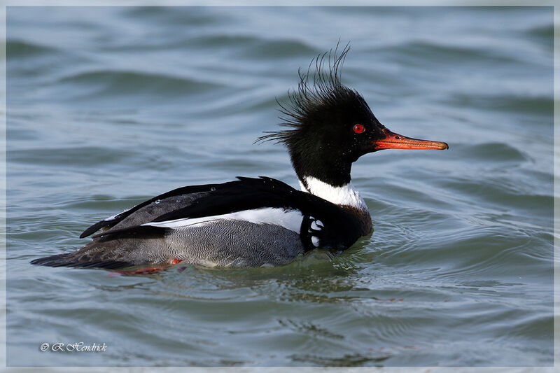 Red-breasted Merganser