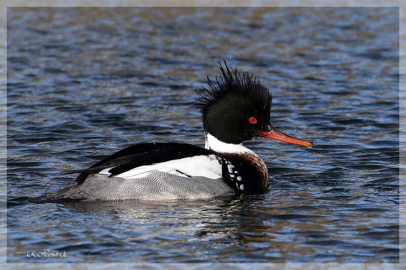 Red-breasted Merganser