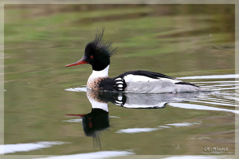 Red-breasted Merganser