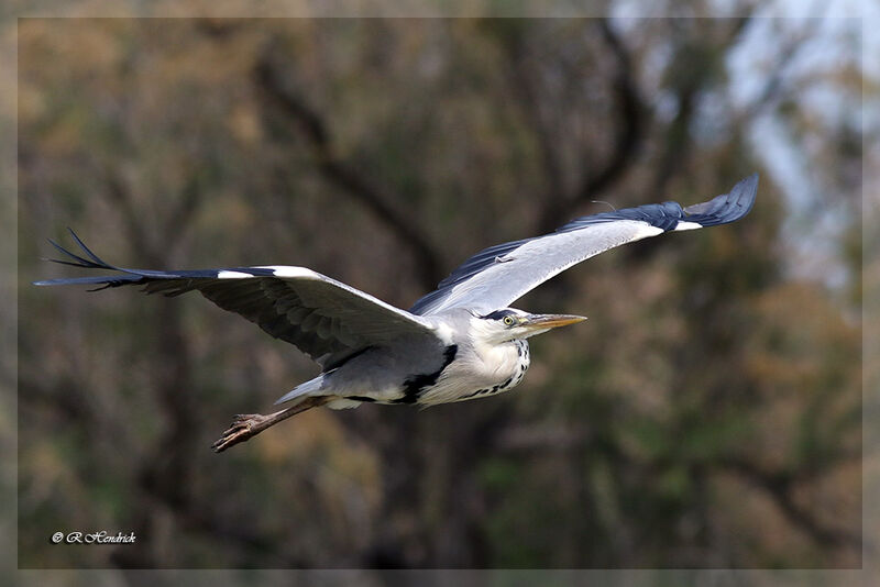 Grey Heron