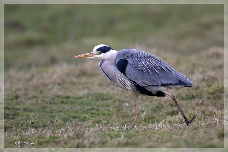 Grey Heron