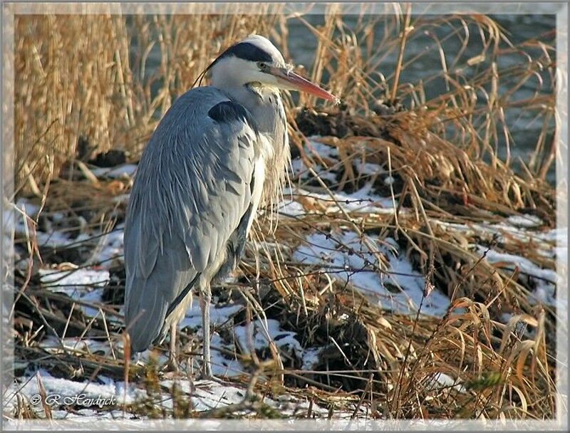 Grey Heron