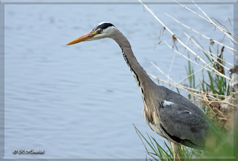 Grey Heron