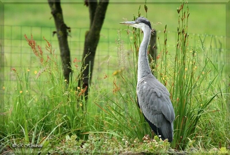 Grey Heron