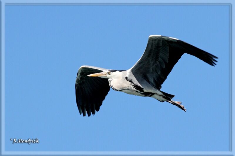 Grey Heron