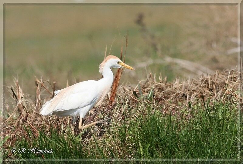 Western Cattle Egret