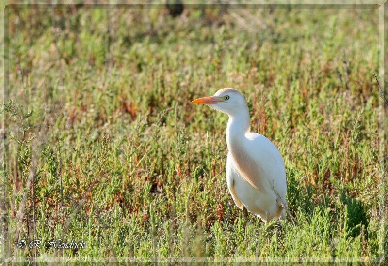 Western Cattle Egret