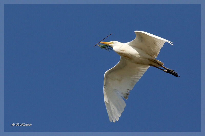 Western Cattle Egret