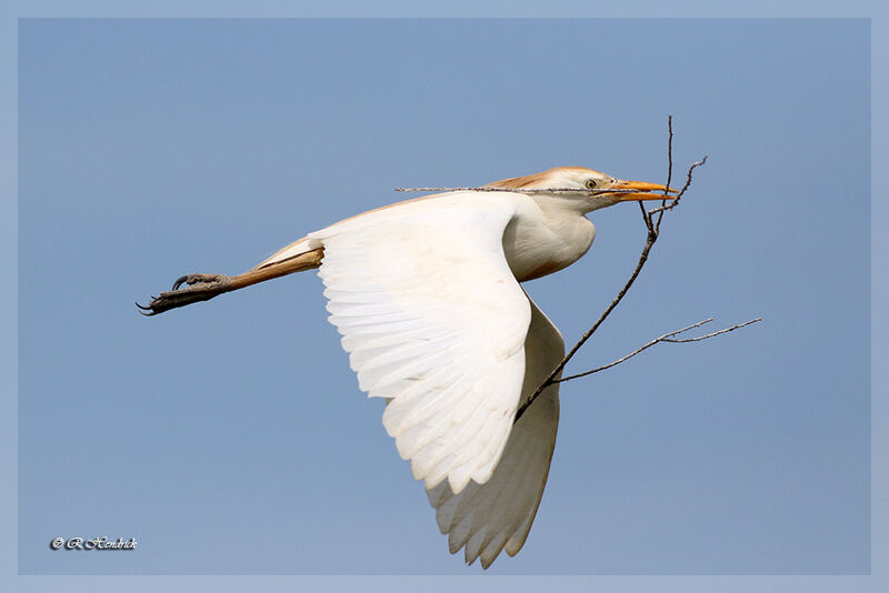 Western Cattle Egret