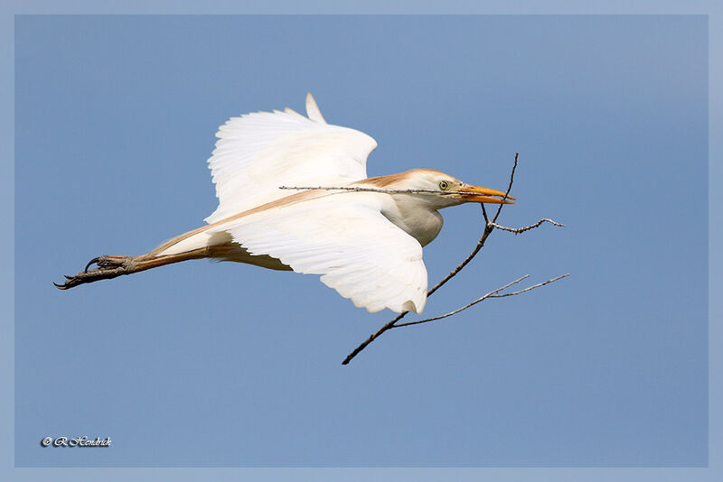 Western Cattle Egret