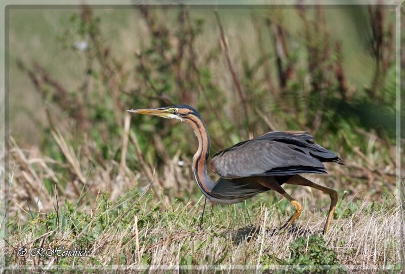 Purple Heron