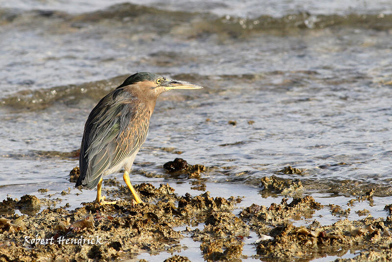 Striated Heron