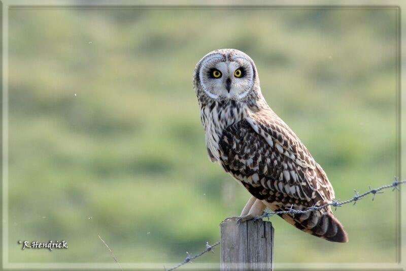 Hibou des marais