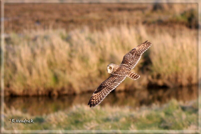 Hibou des marais