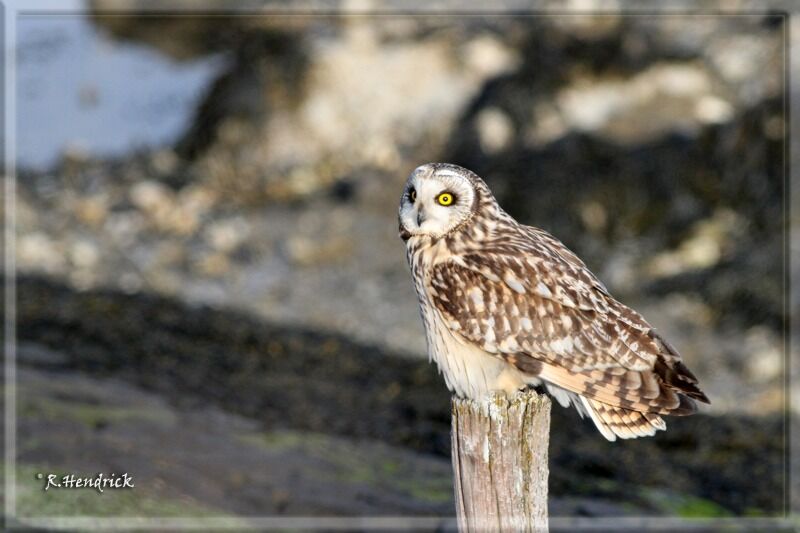 Short-eared Owl