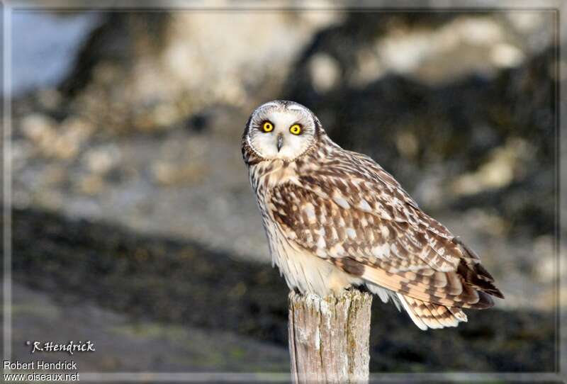 Hibou des maraisadulte, identification