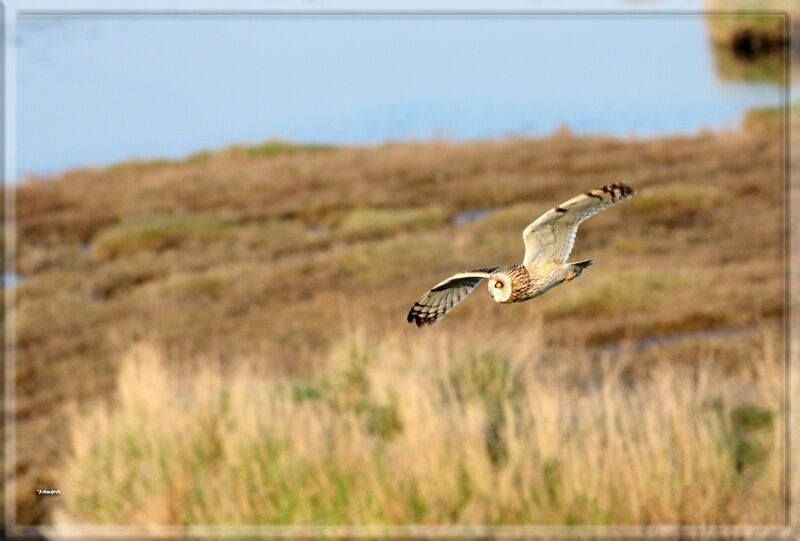 Hibou des marais