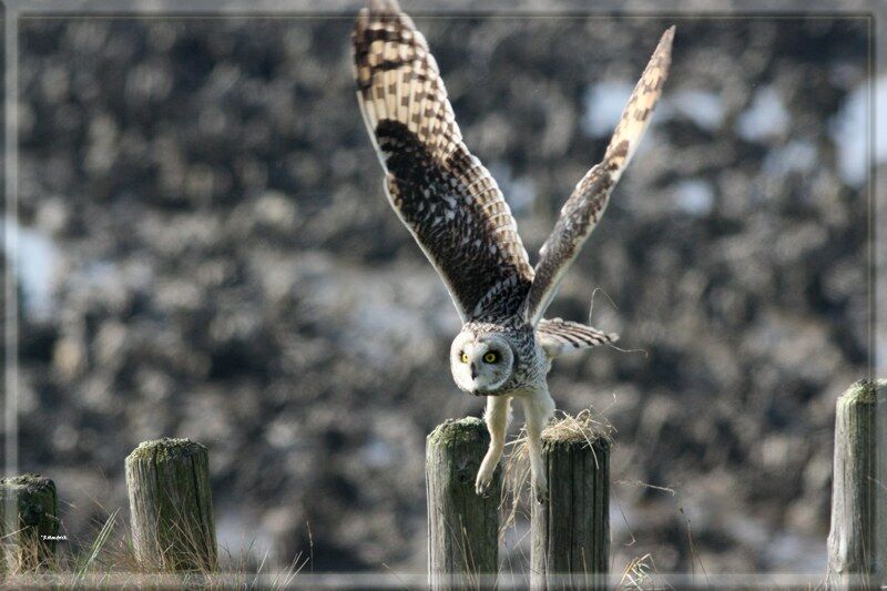 Hibou des marais