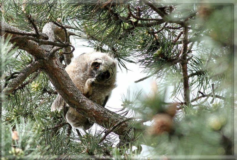 Long-eared Owl