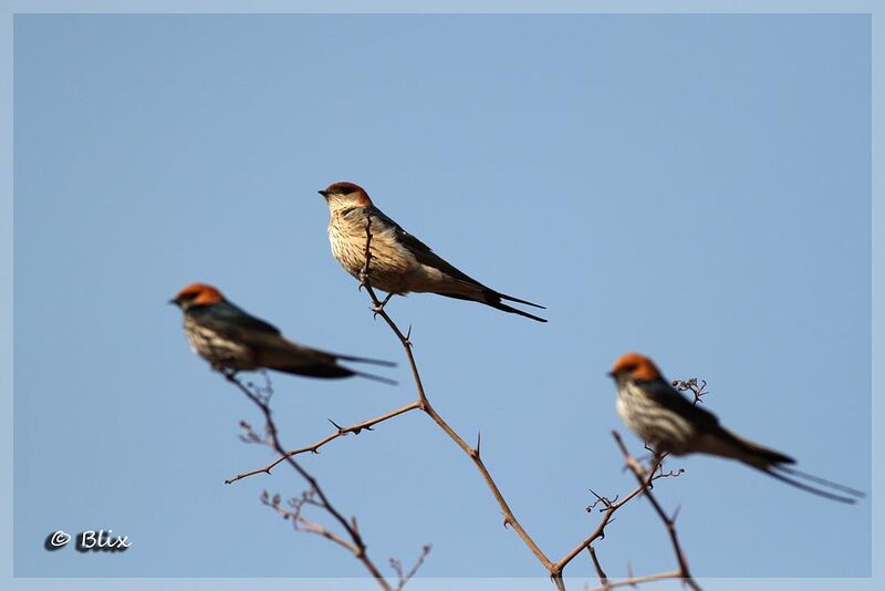 Hirondelle à tête rousse