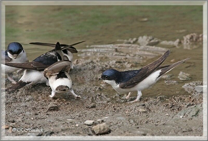 Western House Martin