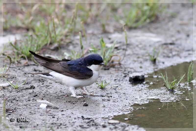 Western House Martin