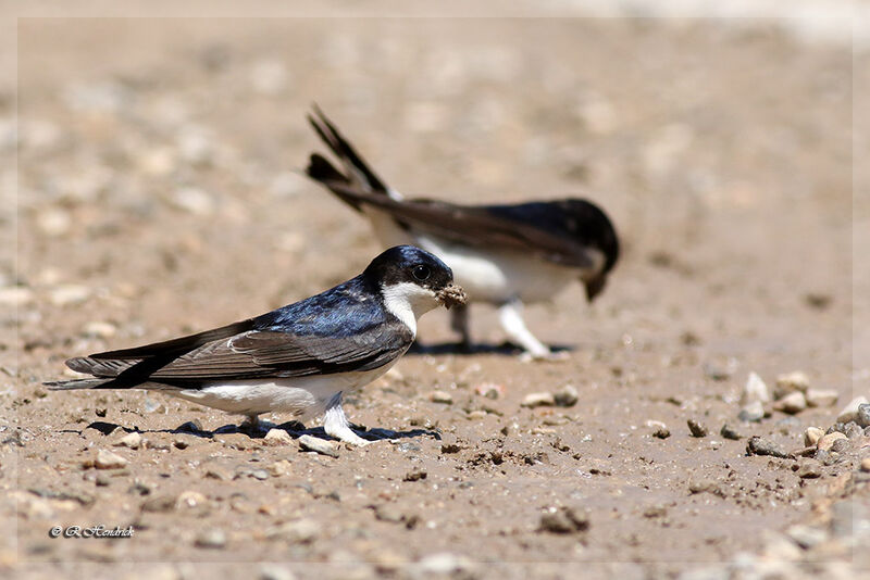 Western House Martin