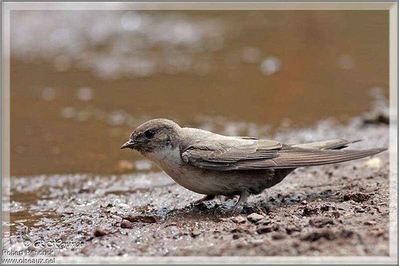 Eurasian Crag Martin