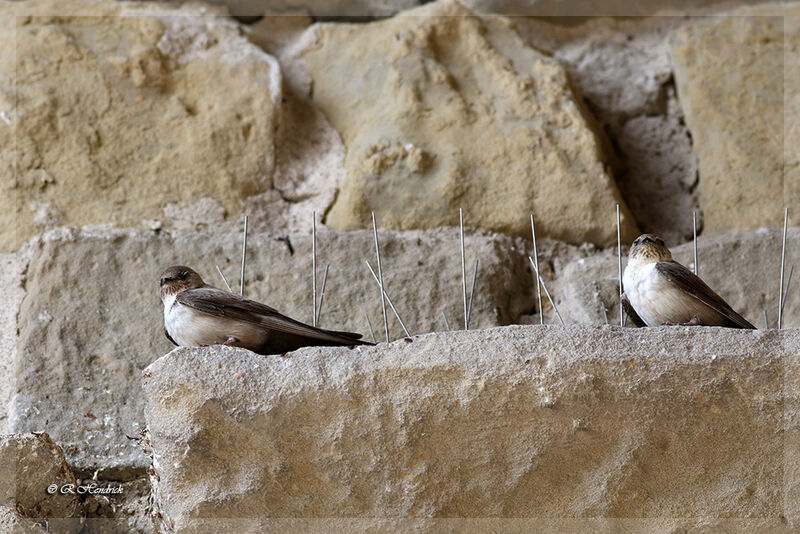 Eurasian Crag Martin