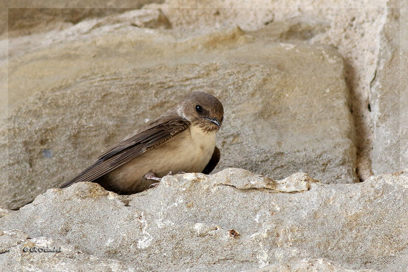 Eurasian Crag Martin