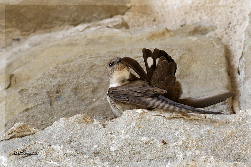 Eurasian Crag Martin