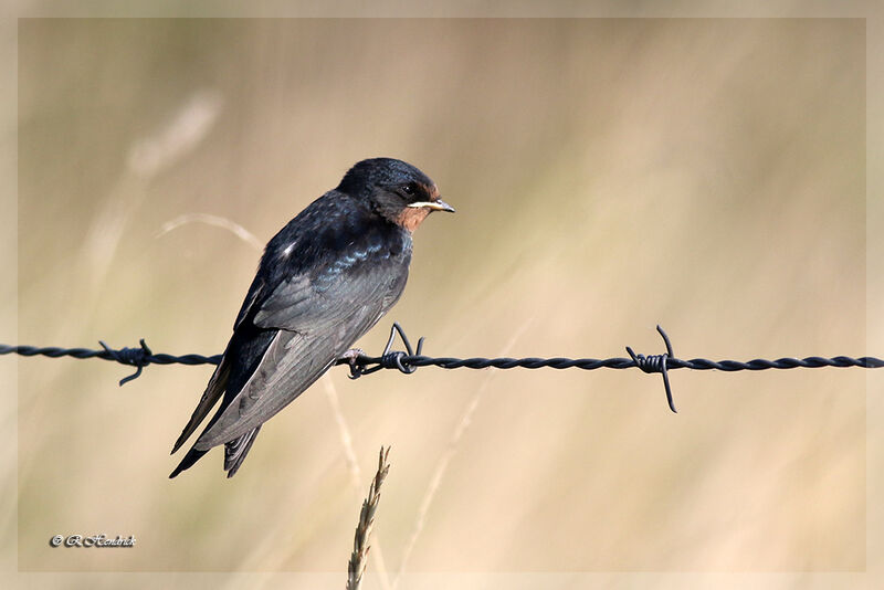 Barn Swallow