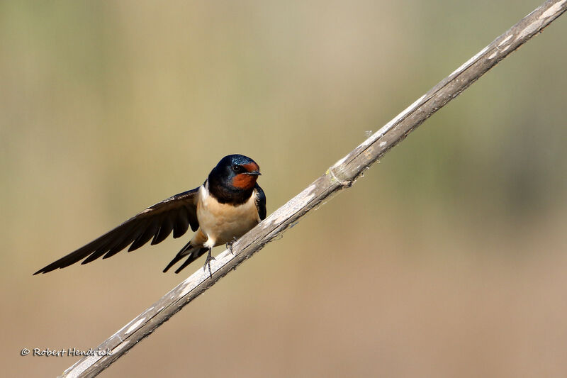 Hirondelle rustique