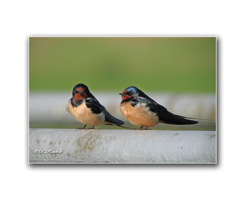 Barn Swallow