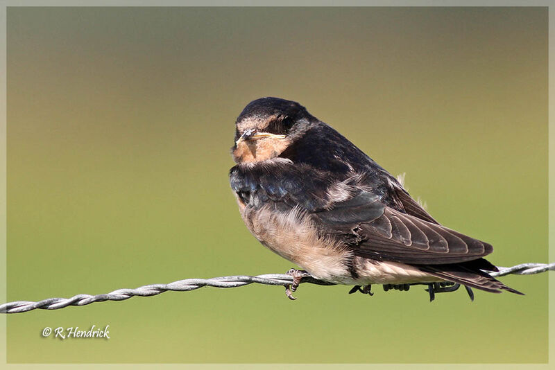 Barn Swallow