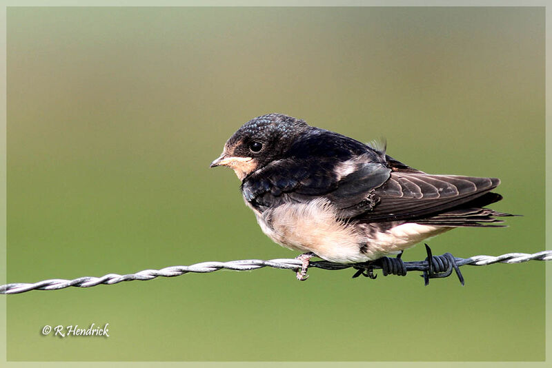 Barn Swallow