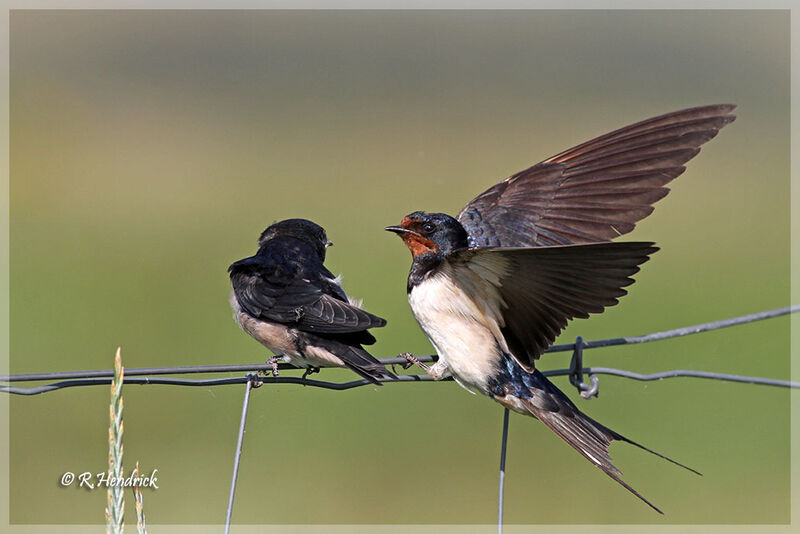 Barn Swallow