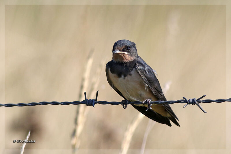 Hirondelle rustique