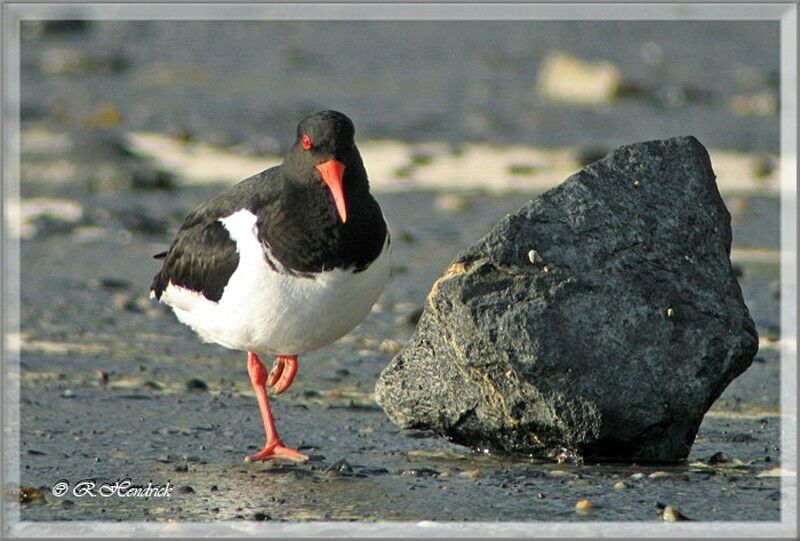 Eurasian Oystercatcher