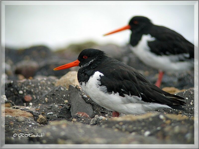 Eurasian Oystercatcher