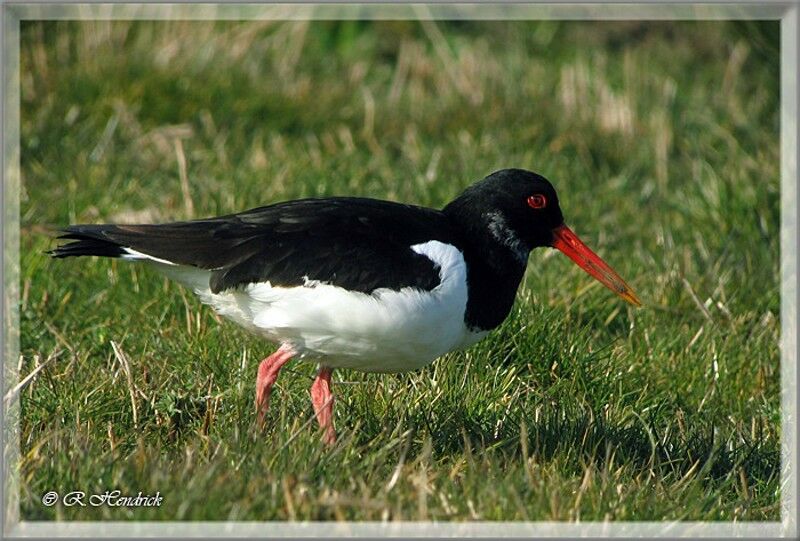 Eurasian Oystercatcher