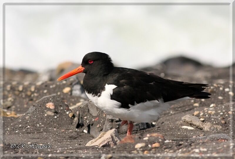 Eurasian Oystercatcher