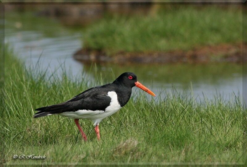 Eurasian Oystercatcher