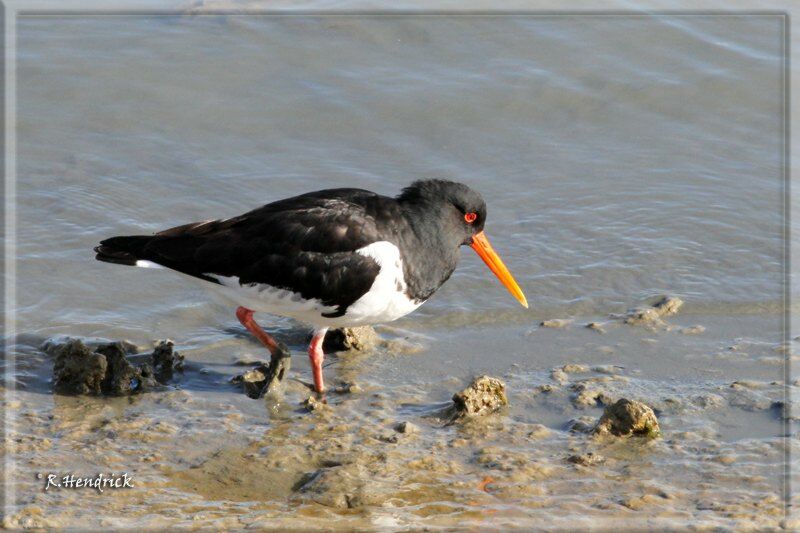 Eurasian Oystercatcher