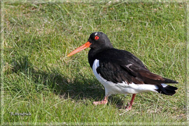 Eurasian Oystercatcher